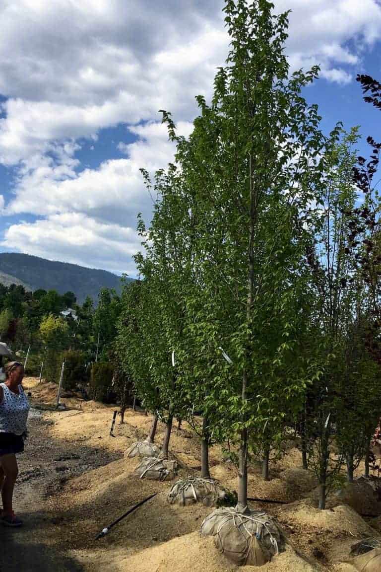 How much does a full grown tree cost? 🌳💰 Unraveling the investment