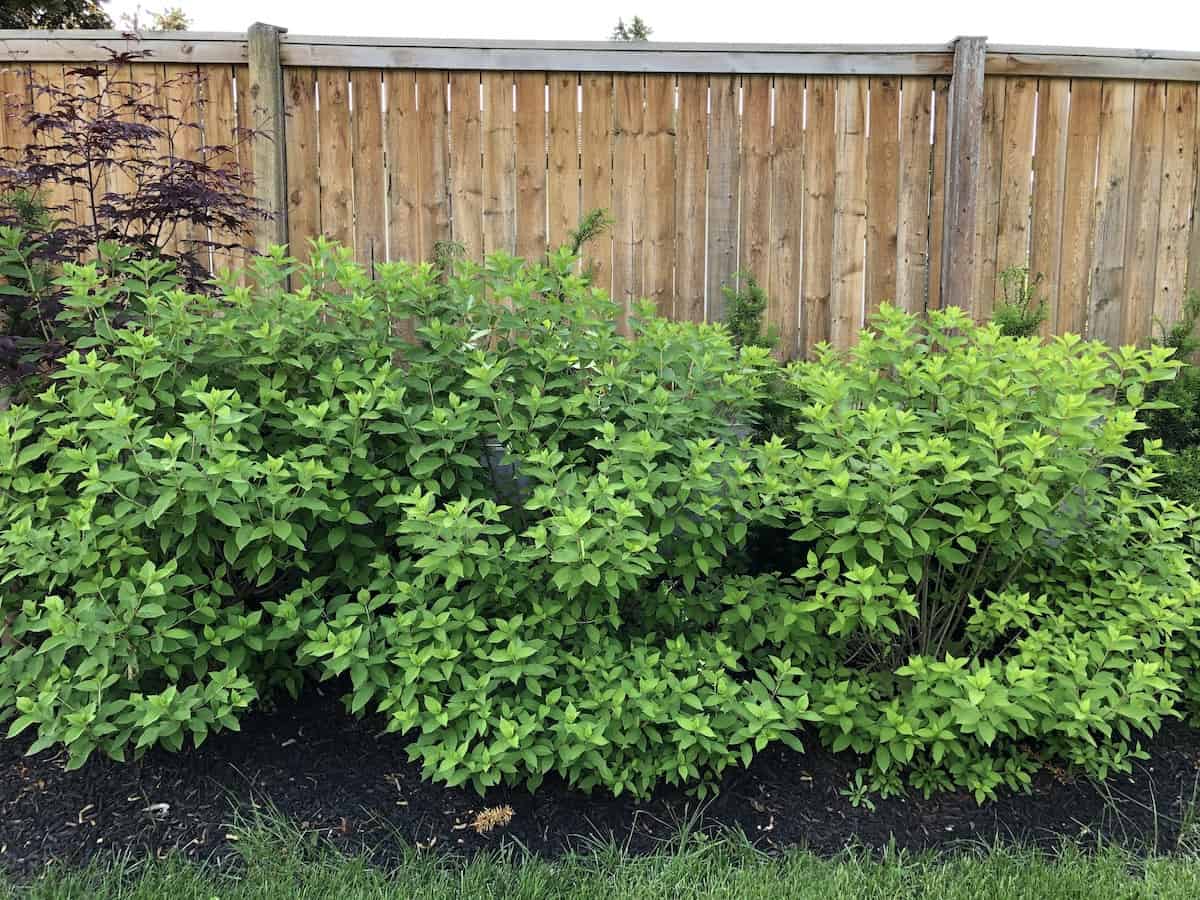 Little lime hydrangea care for lush green blooms 🌿 🌸 Cultivate beauty