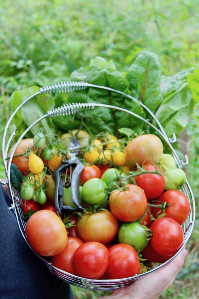 Best tasting tomatoes 🌱 🍅 TOP varieties for garden and culinary uses