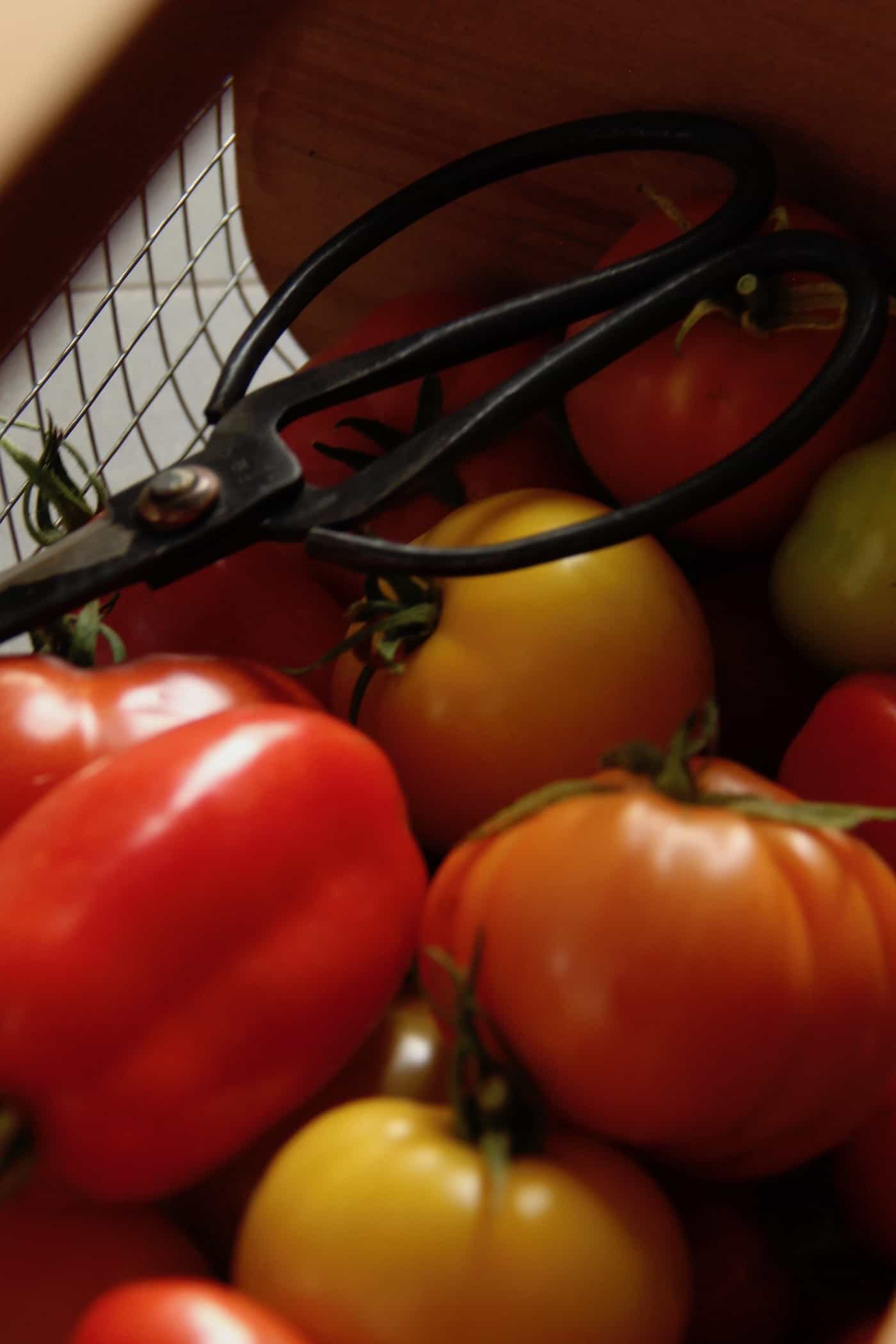 The Best Tasting Tomatoes To Grow (Or Find At The Farmers Market