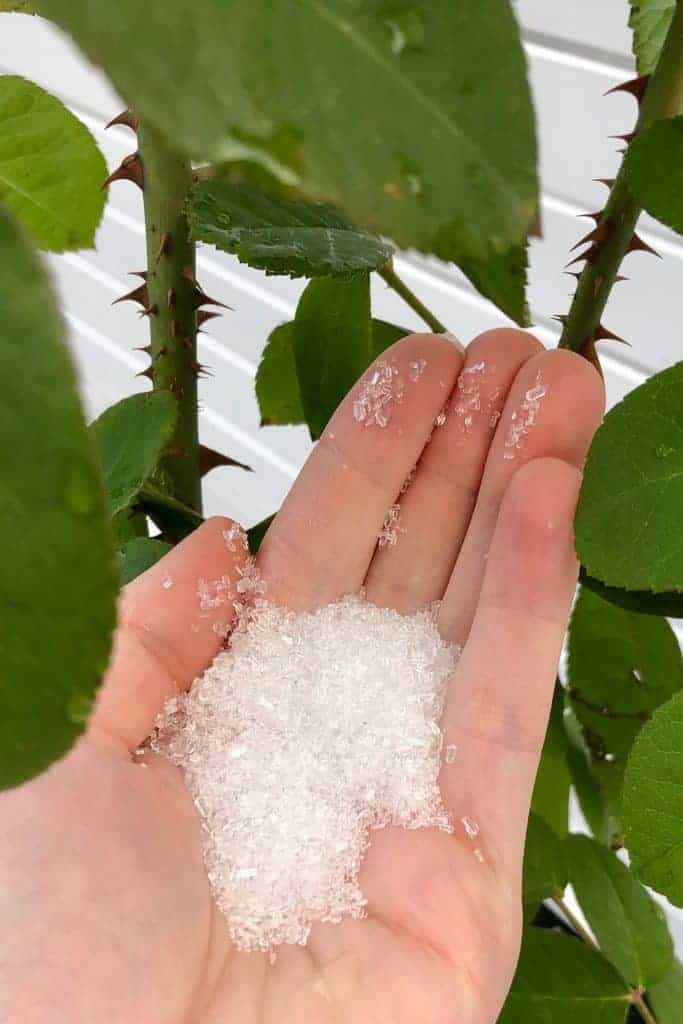 Epsom salt for plants 🌱 Good or bad for the garden?