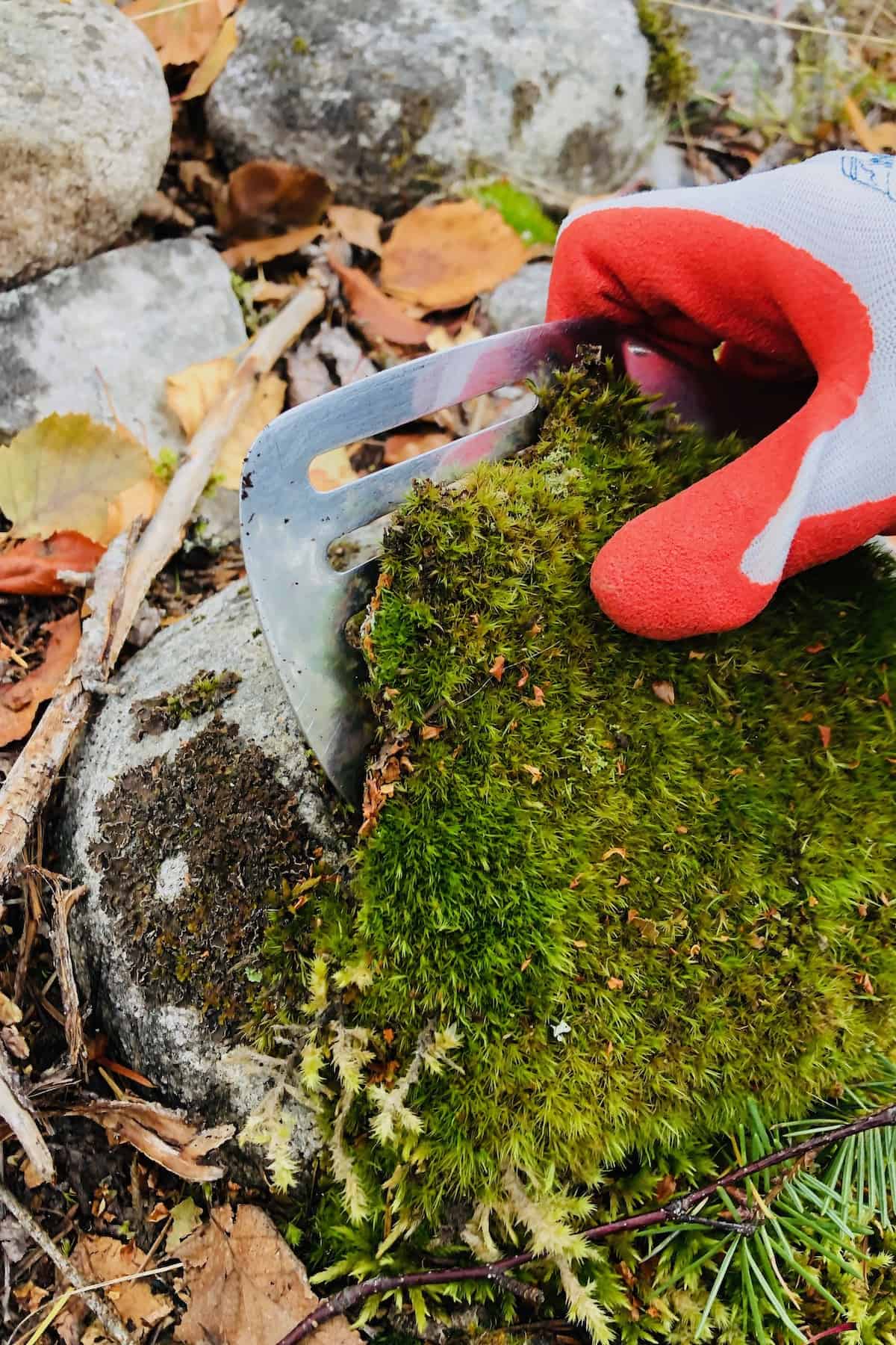 Where to find moss for a magical garden look 🌿 Uncover the best places