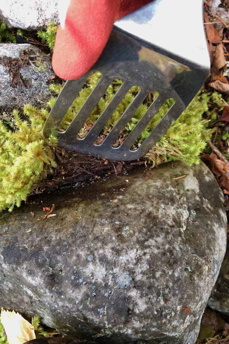 Where to find moss for a magical garden look 🌿 Uncover the best places