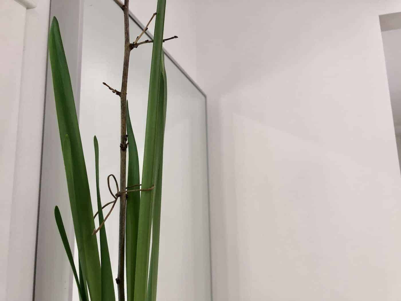 Paperwhites falling over? Discover 4 solutions to keep them u