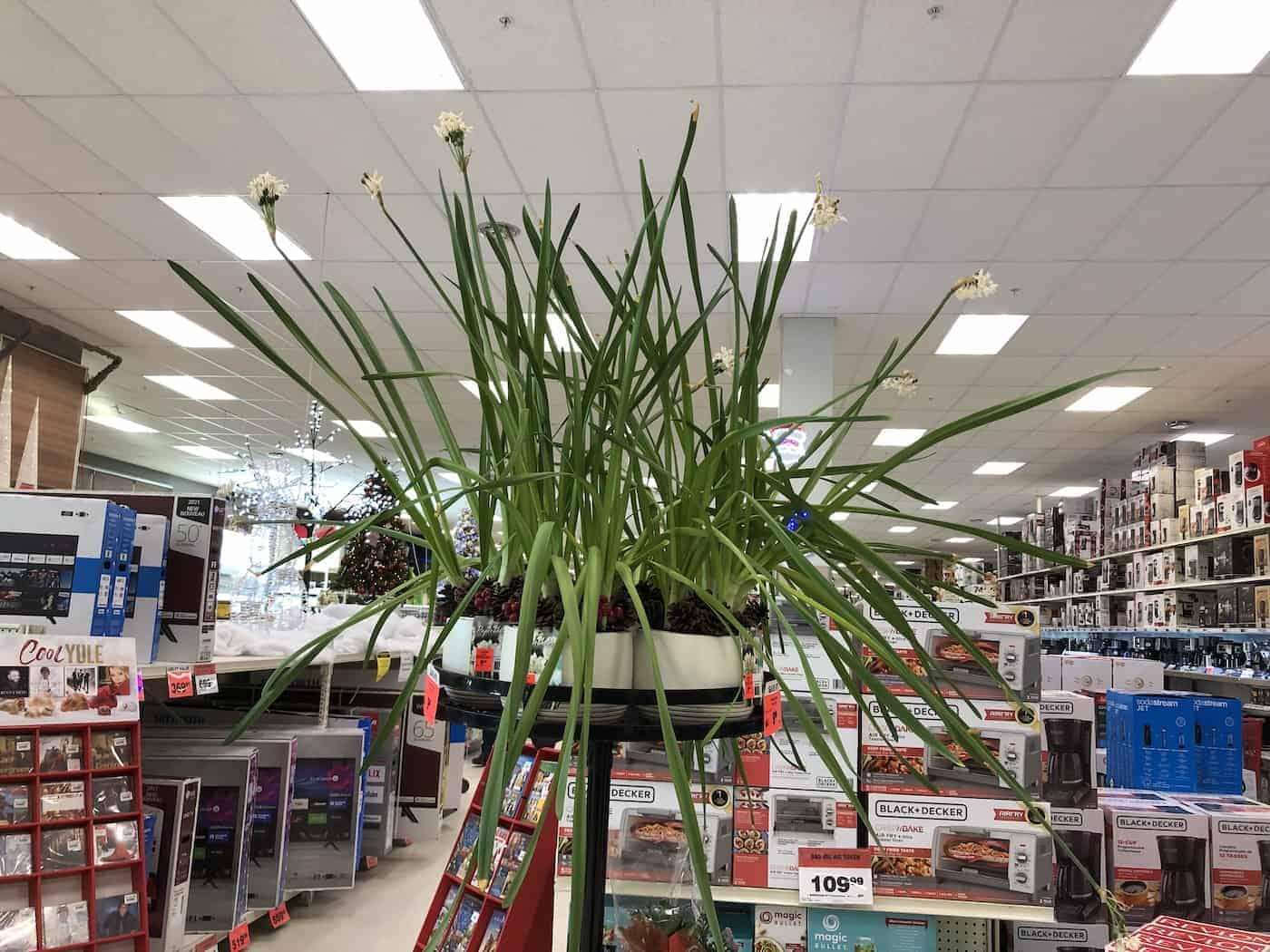 How To Keep Paperwhites From Falling Over at Evelyn Parkin blog