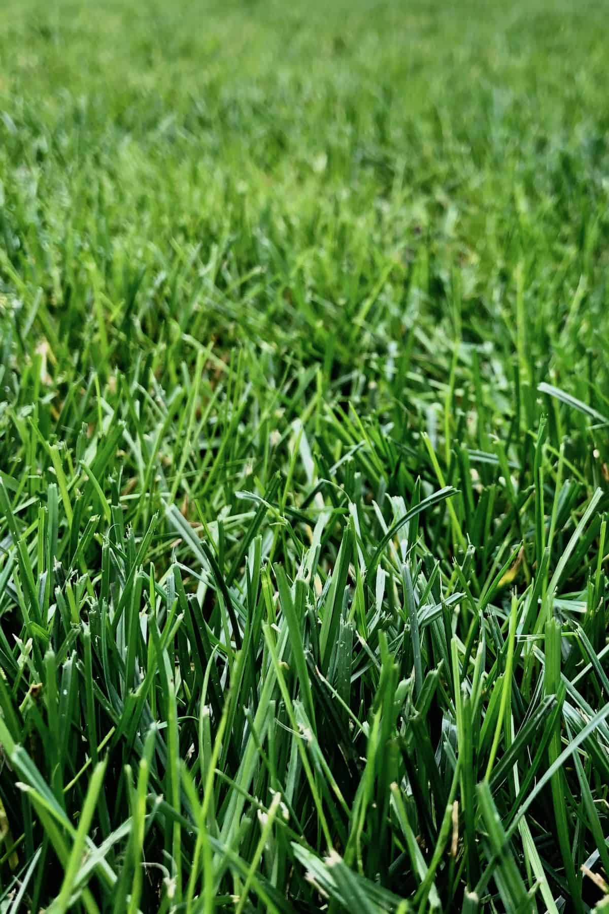 How to grow grass in sandy soil 🌱 🏖️ Transform your lawn into a lush