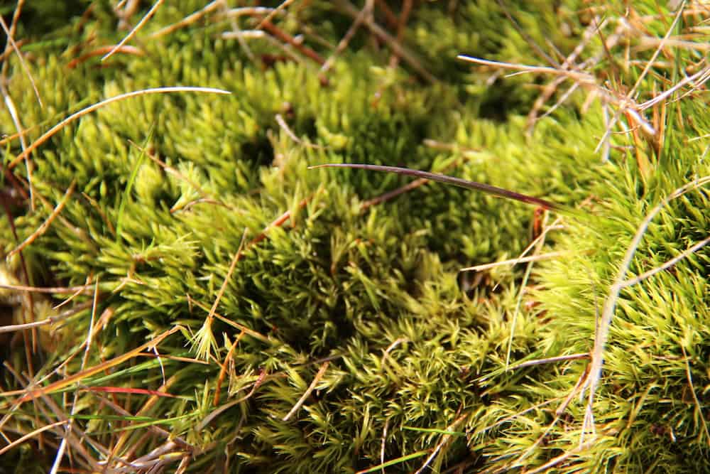 Where to buy live moss 🛍️ 🌱 Source the best varieties for your projects