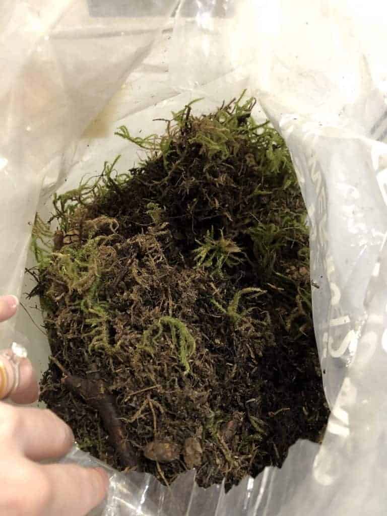 Where to buy live moss 🛍️ 🌱 Source the best varieties for your projects
