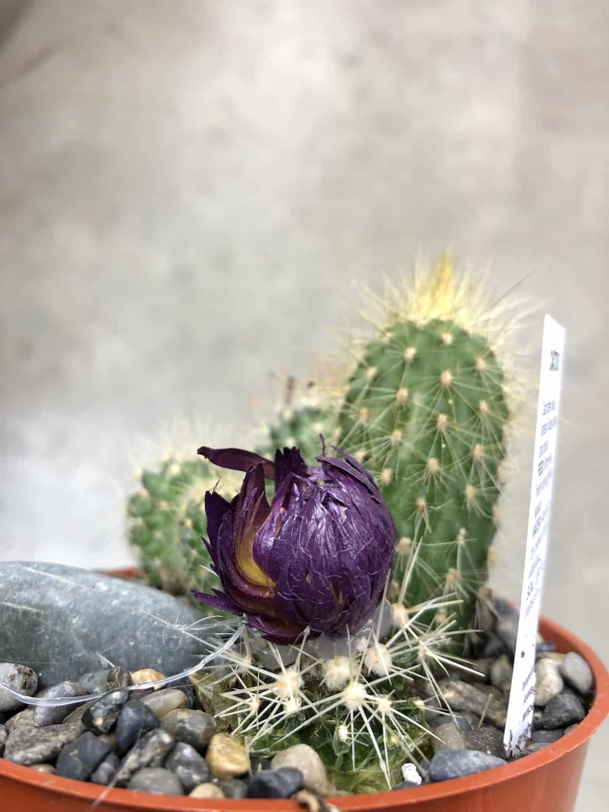 Growing a flowering cactus 🌸 🌵 Uncover the secrets to vibrant blooms