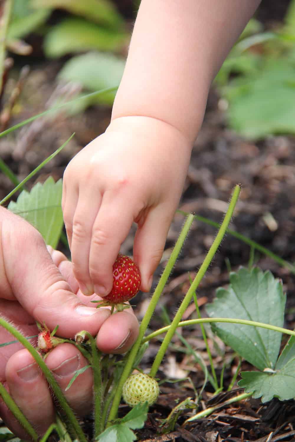 10 best tasting strawberry varieties 🍓 🌿 Discover a world of flavor in