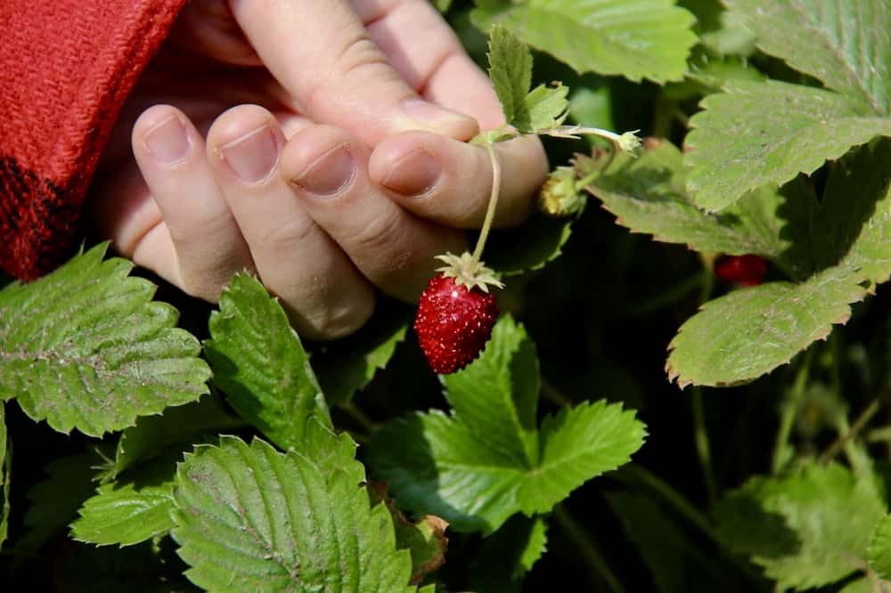 10 best tasting strawberry varieties 🍓 🌿 Discover a world of flavor in