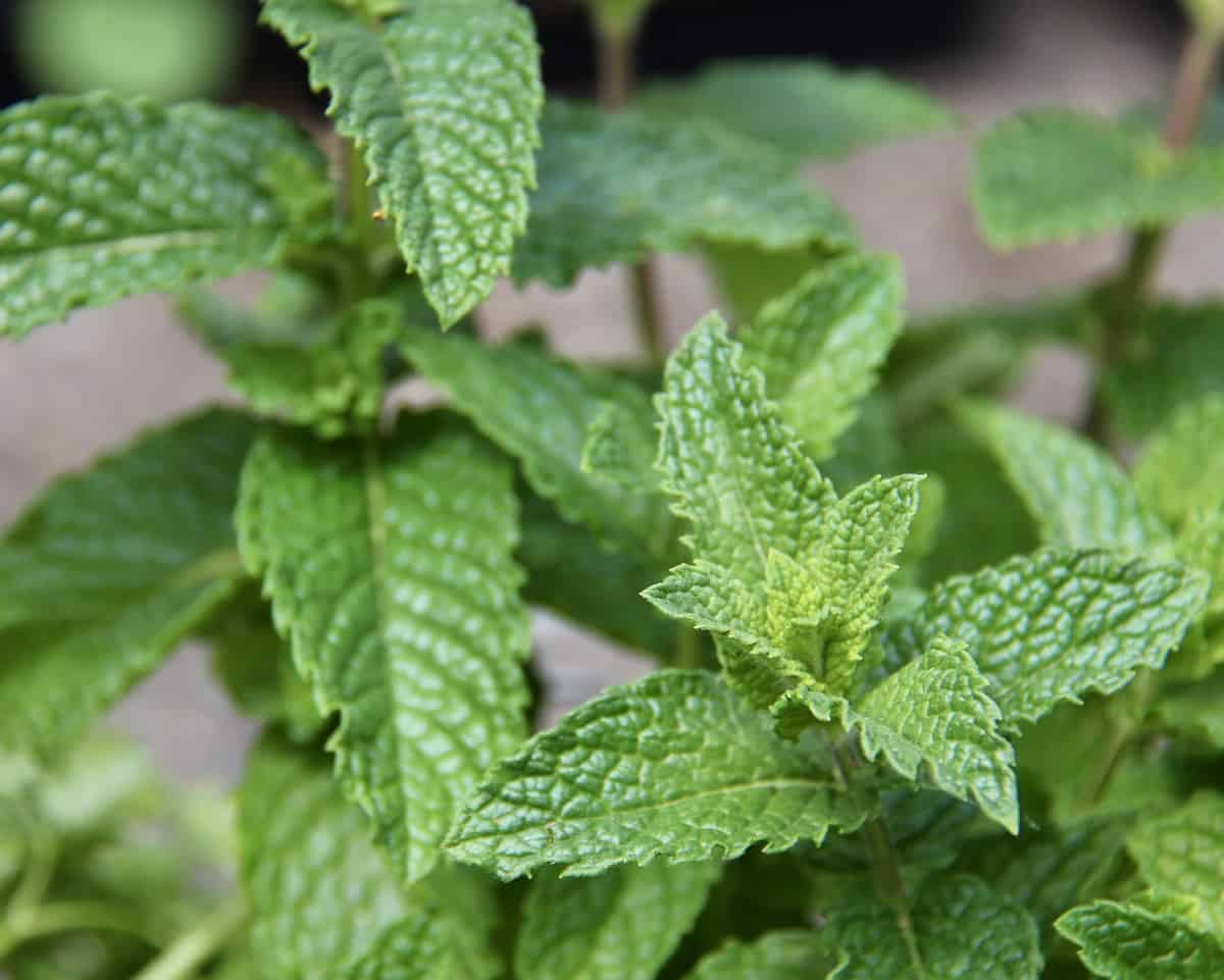 25+ herbs that grow in shade 🌿 🌳 Uncover the secrets to a lush, shaded