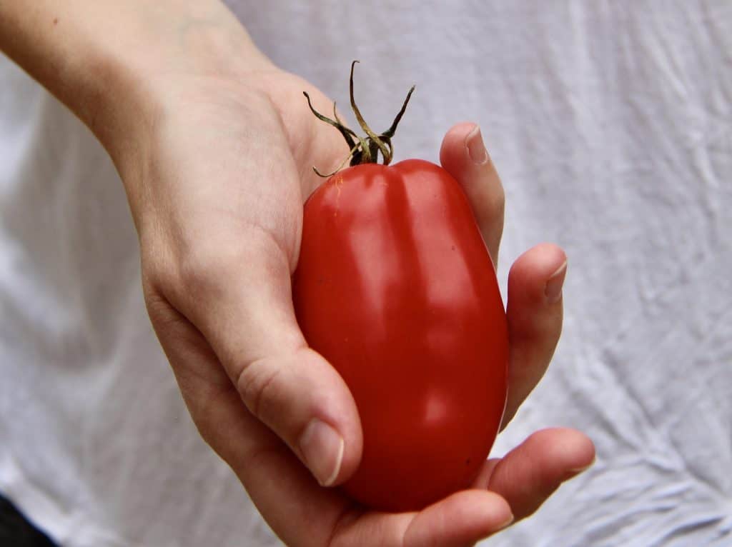 A guide to plum tomatoes (Roma, San Marzano, & more) Home for the Harvest