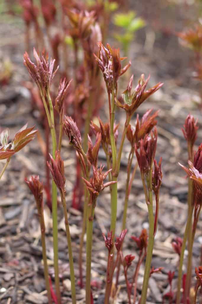 Planting peonies in spring 🌸 🌱 BEST tips for bringing vibrant blooms to