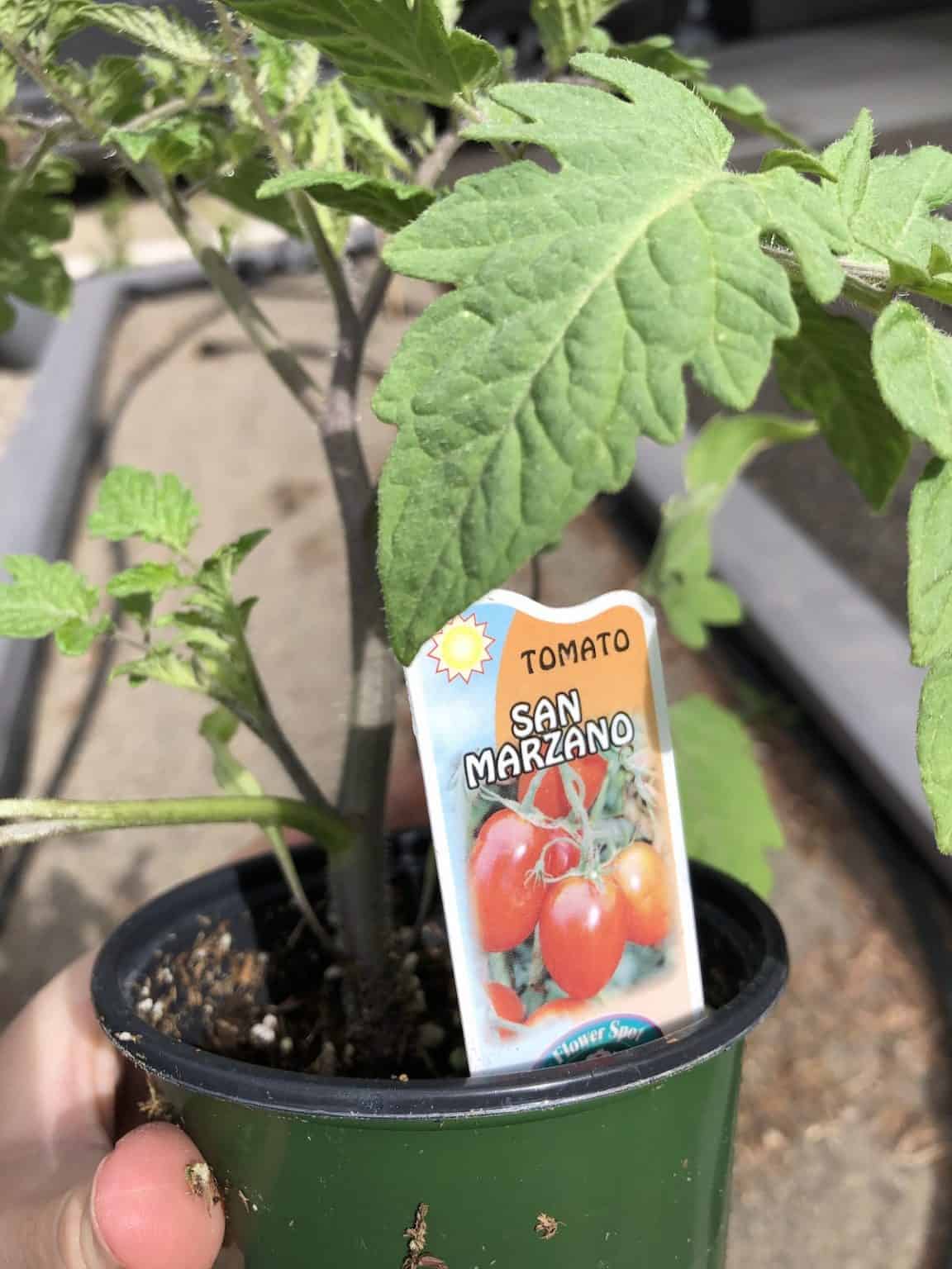 When To Transplant Tomato Seedlings To The Outdoor Garden