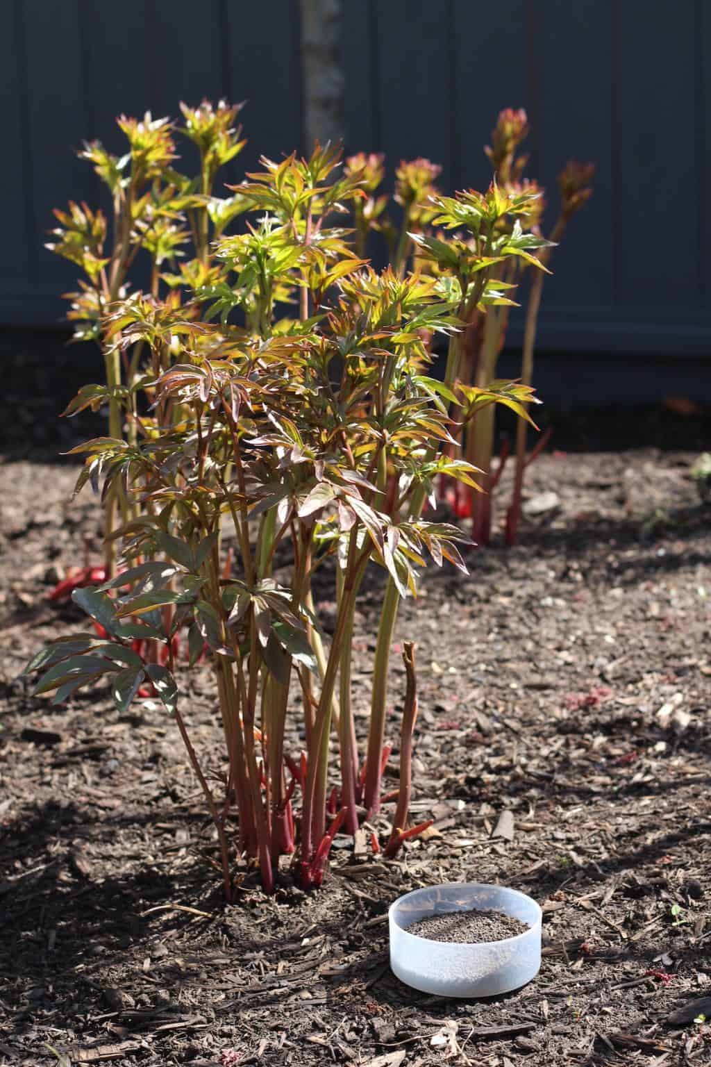 Mastering the art of fertilizing peonies 🌿 🌺 Discover the best