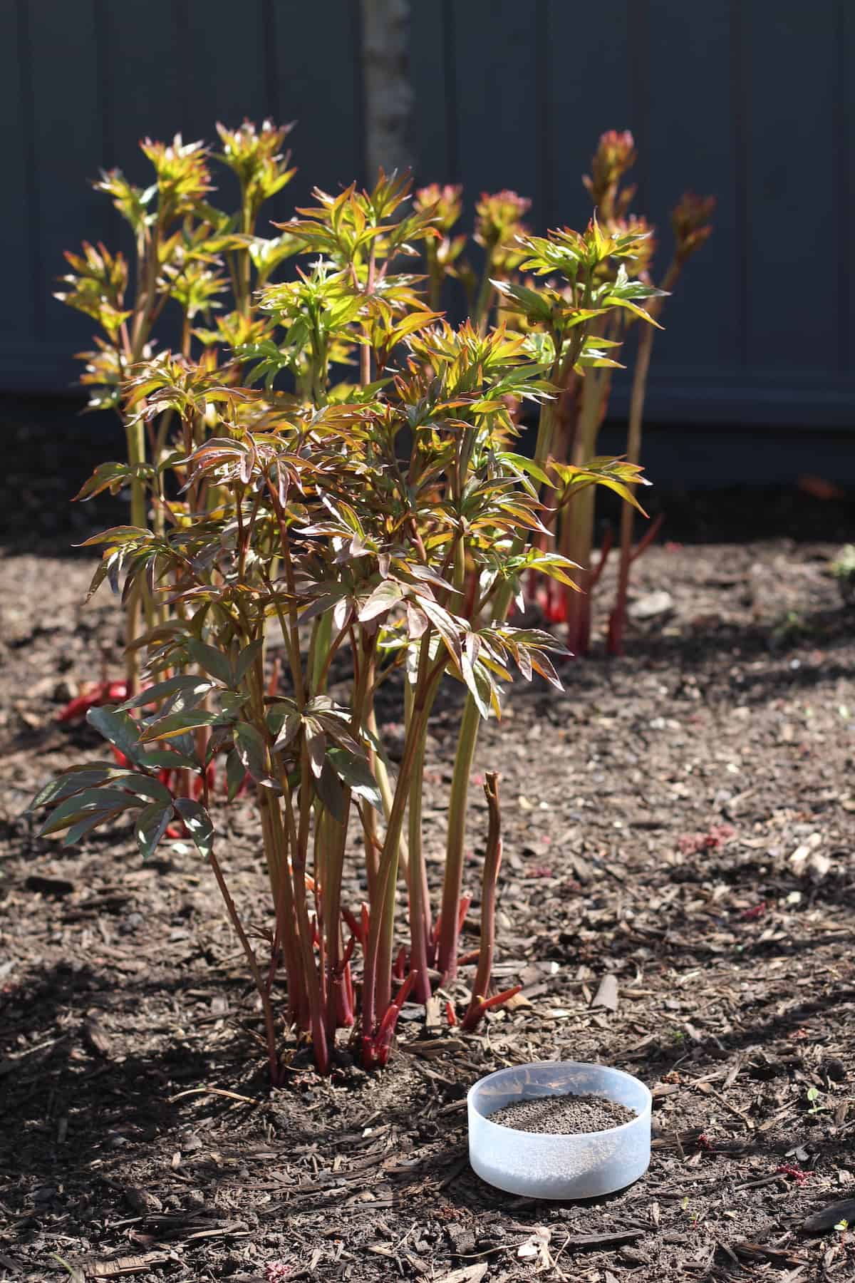 Mastering the art of fertilizing peonies Discover the best p