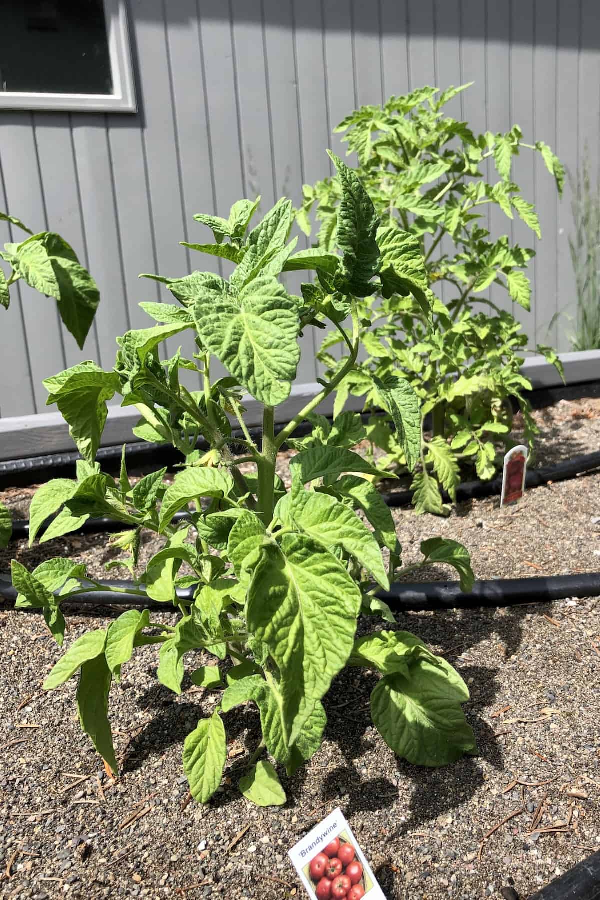 10+ BEST vegetables to grow in raised beds 🍅 🌱 🥕 Harvest a bumper crop!