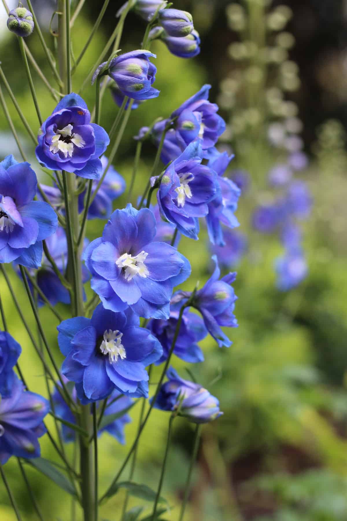 25+ blue delphinium varieties 💙 🌿 Grow and care for this vibrant