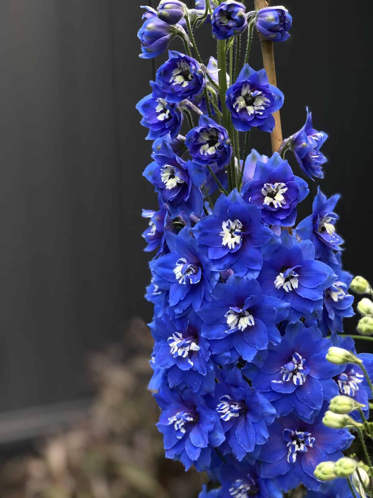 25+ blue delphinium varieties 💙 🌿 Grow and care for this vibrant