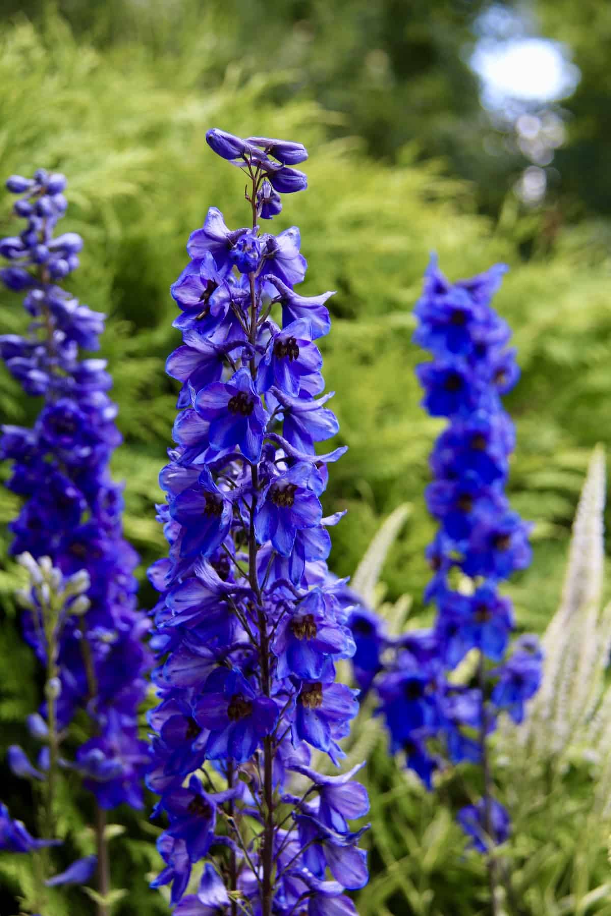 Blue Delphinium Choosing and Growing True Blue Flower Spires in the Garden