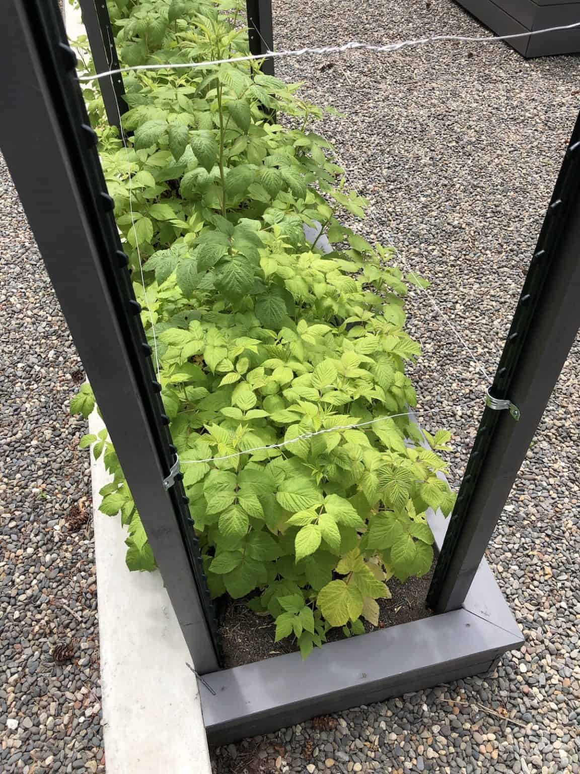 Raspberry trellis 🌿 🛠️ Options and steps to support bountiful harvests