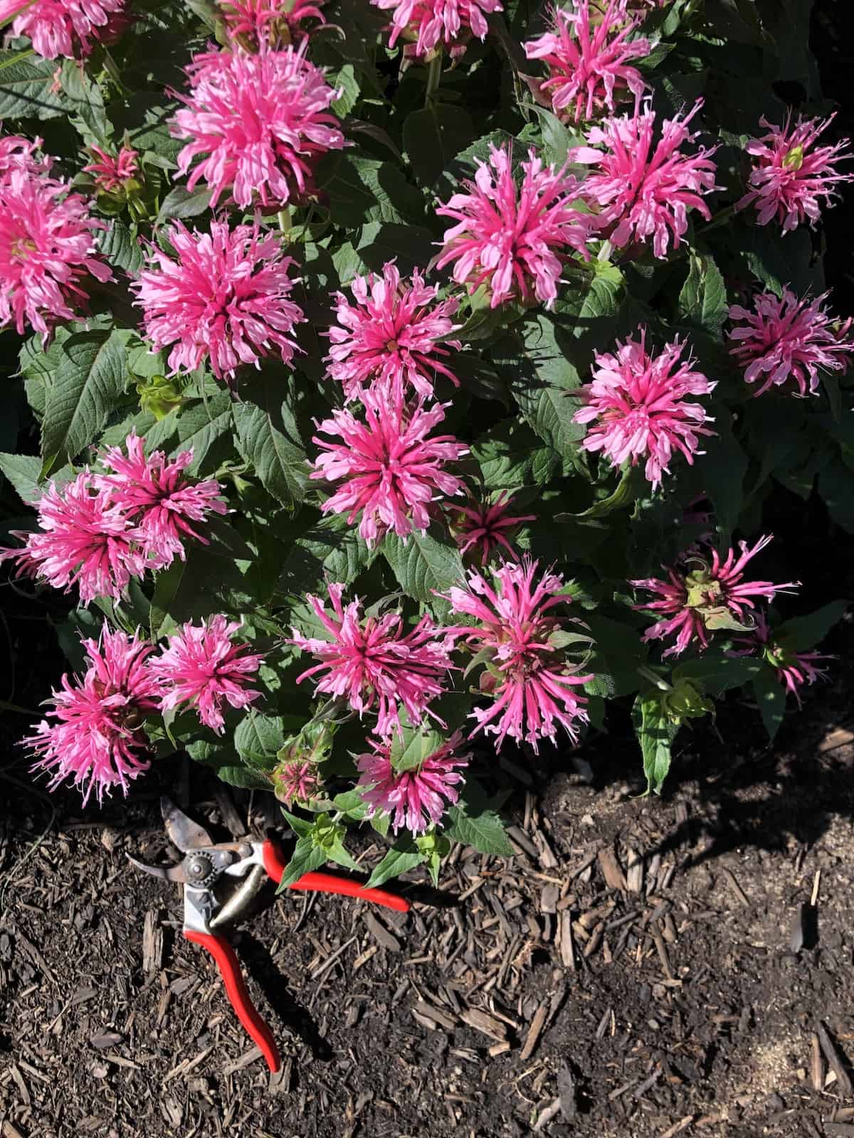 How to prune a plant ️ 🌿 Unlock the secrets to healthier growth and