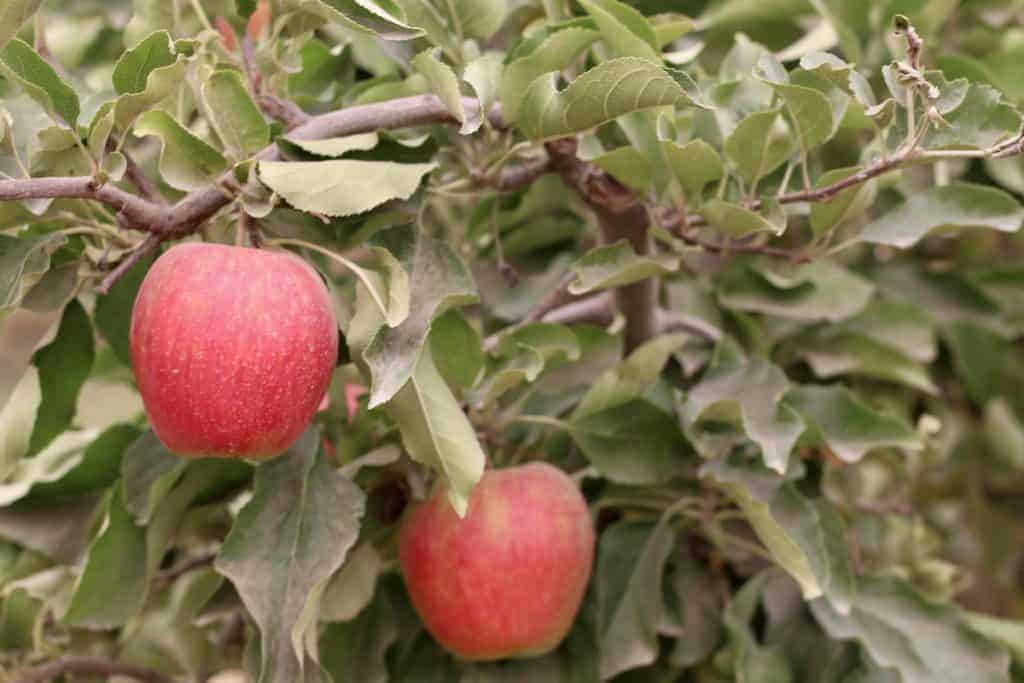 Envy Apples Sweet Red Apples With A Coveted Crunch