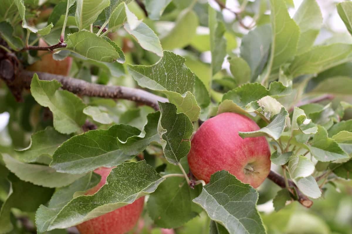 Gala Apples A WorldFavorite Apple Variety