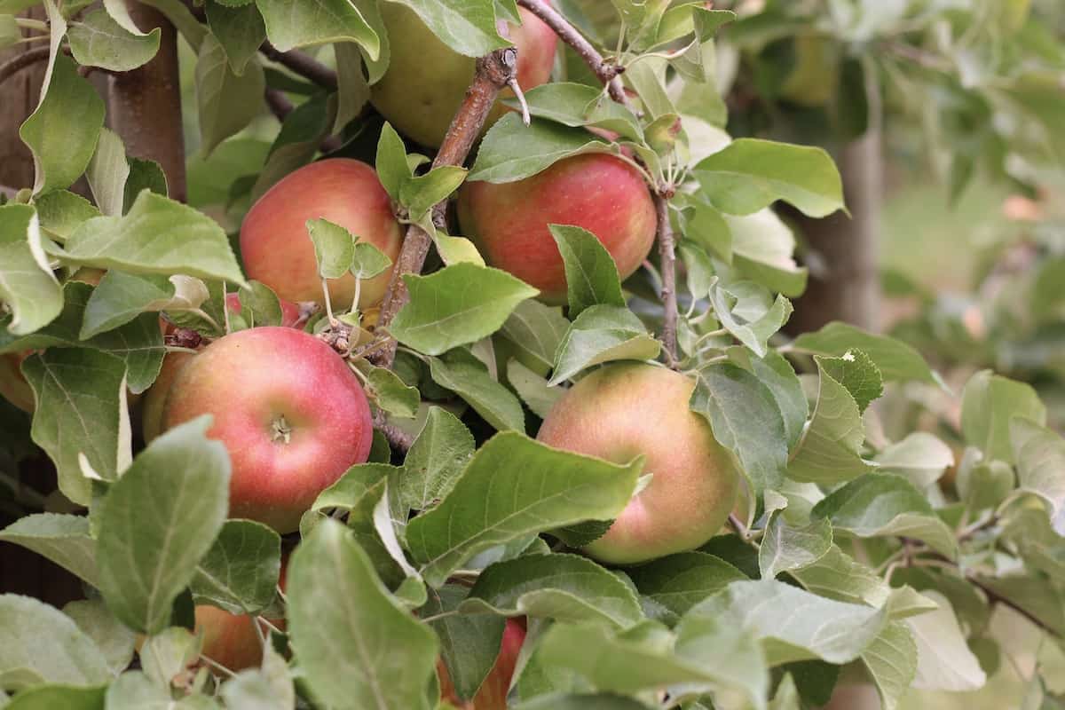 Honeycrisp Apples Harvest Season's Most SoughtAfter Variety