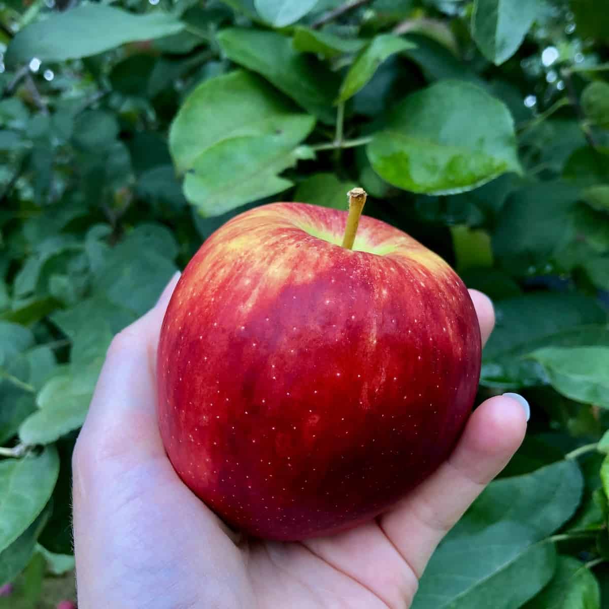 Braeburn apples 🍎 🌿 A guide to this crisp and tangy variety