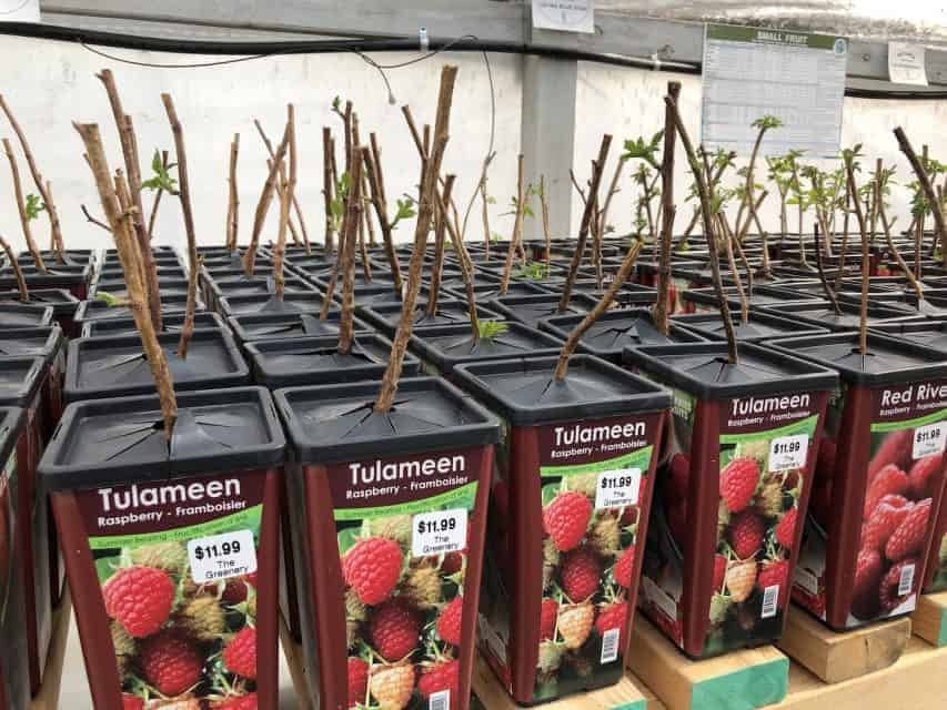 Raspberry fertilizer 🌿 🍇 Boost your berries for a bountiful harvest