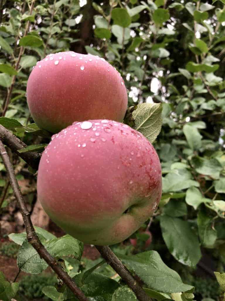 McIntosh Apples A SweetTart Heritage Variety