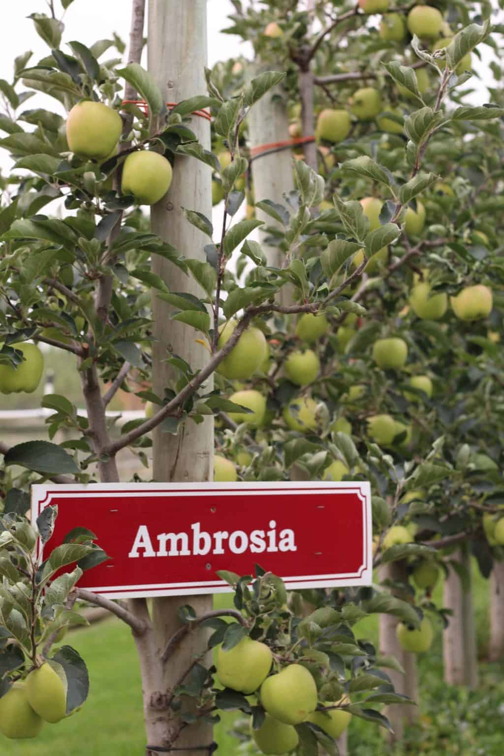 Ambrosia Apples A Heavenly Sweet & Juicy Variety