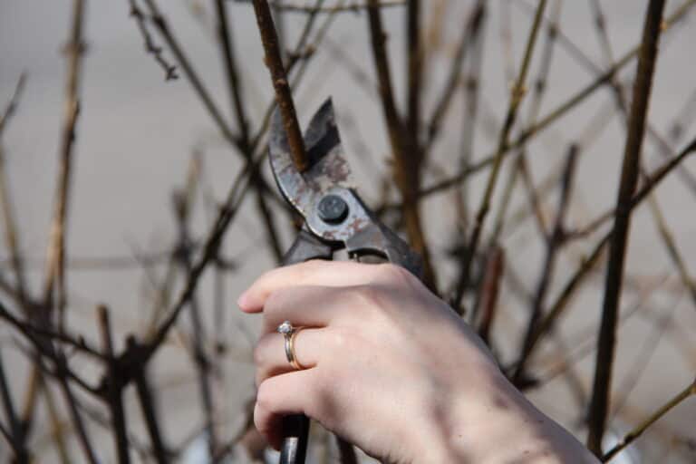 How to sharpen pruning shears ️ 🔧 A stepbystep guide to maintaining