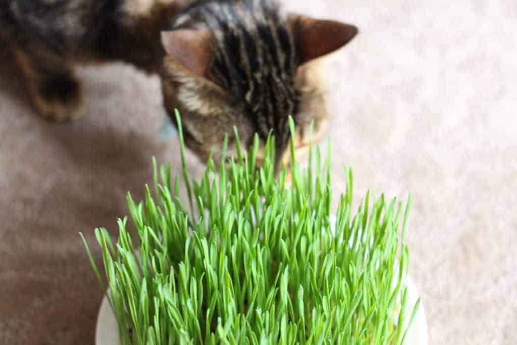 Growing cat grass 🐱 🌱 A guide to cultivating your pet’s favorite
