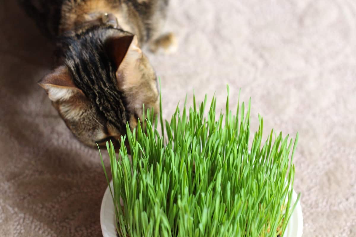 Cat Grass A Pet Parent’s Guide To Growing Greens For Your Fave Feline