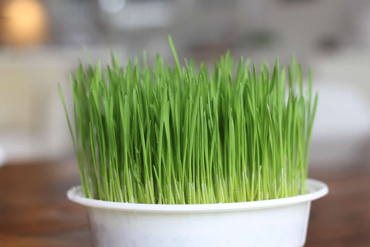 Cat Grass A Pet Parent’s Guide To Growing Greens For Your Fave Feline