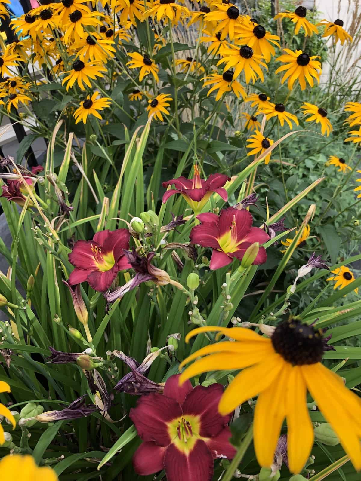 The Border Garden Planting A Perfect Perimeter Of Herbaceous Perennial The Border Garden Planting A Perfect Perimeter Of Herbaceous Perennial