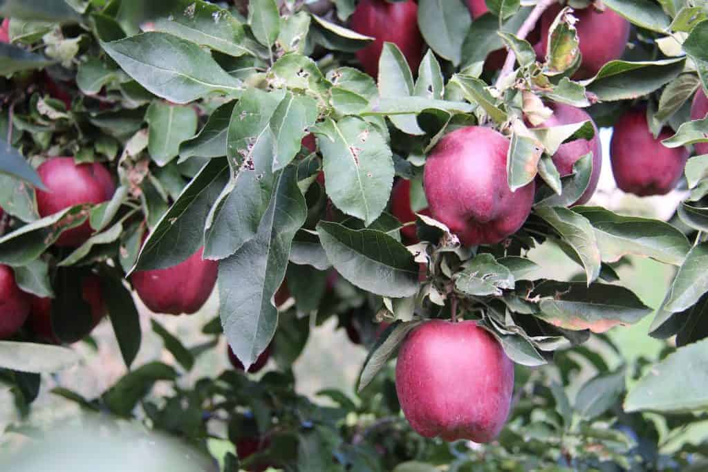 40+ sweetest apples 🍏🍎 Uncover the BEST sugary varieties