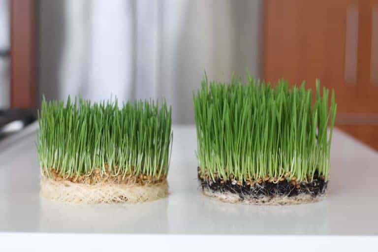 Growing cat grass 🐱 🌱 A guide to cultivating your pet’s favorite