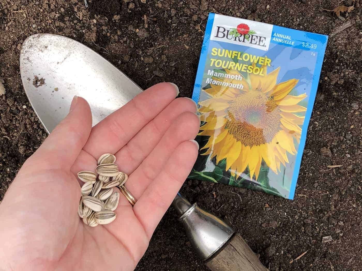 How deep to plant sunflower seeds 🌻 🌱 Discover the right depth!