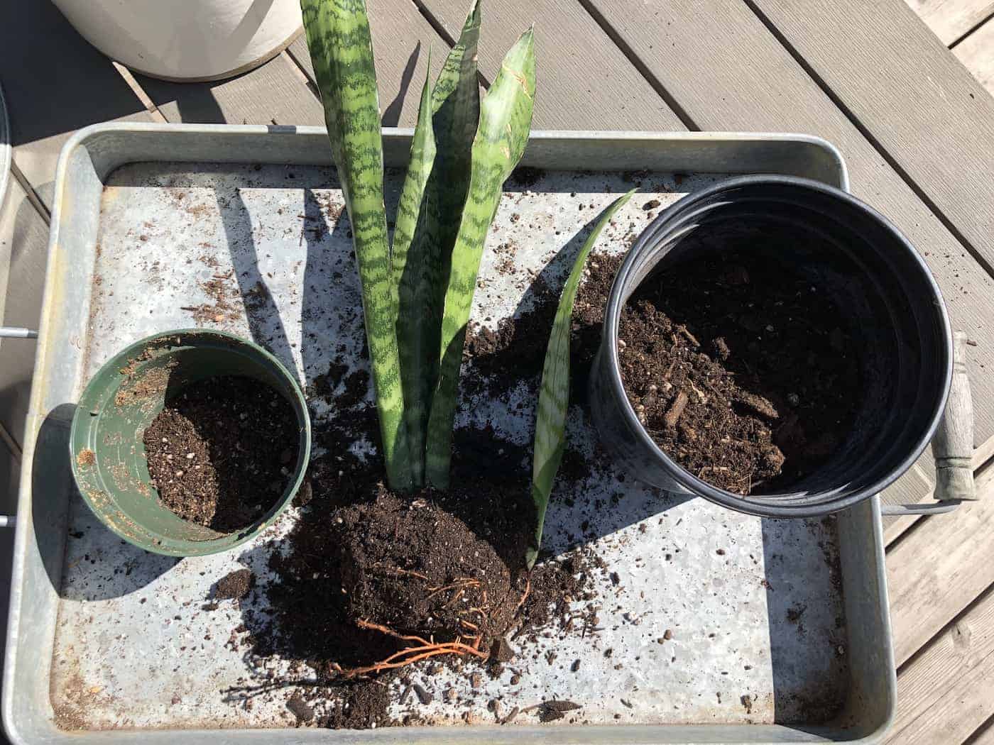 Repotting snake plant 🌱 🐍 🌿 Guide to giving your plant a new home