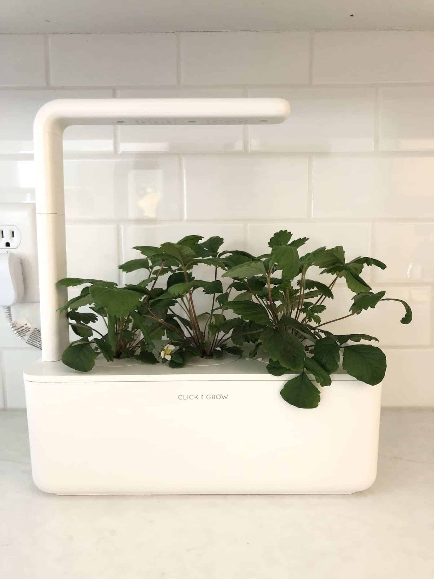 Click and Grow strawberries 🍓 🌱 Discover how to cultivate sweet, fresh