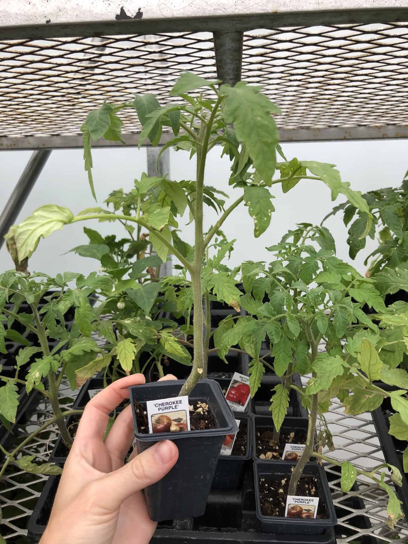 The Cherokee Purple Tomato A Gourmet North American Heirloom Tomato