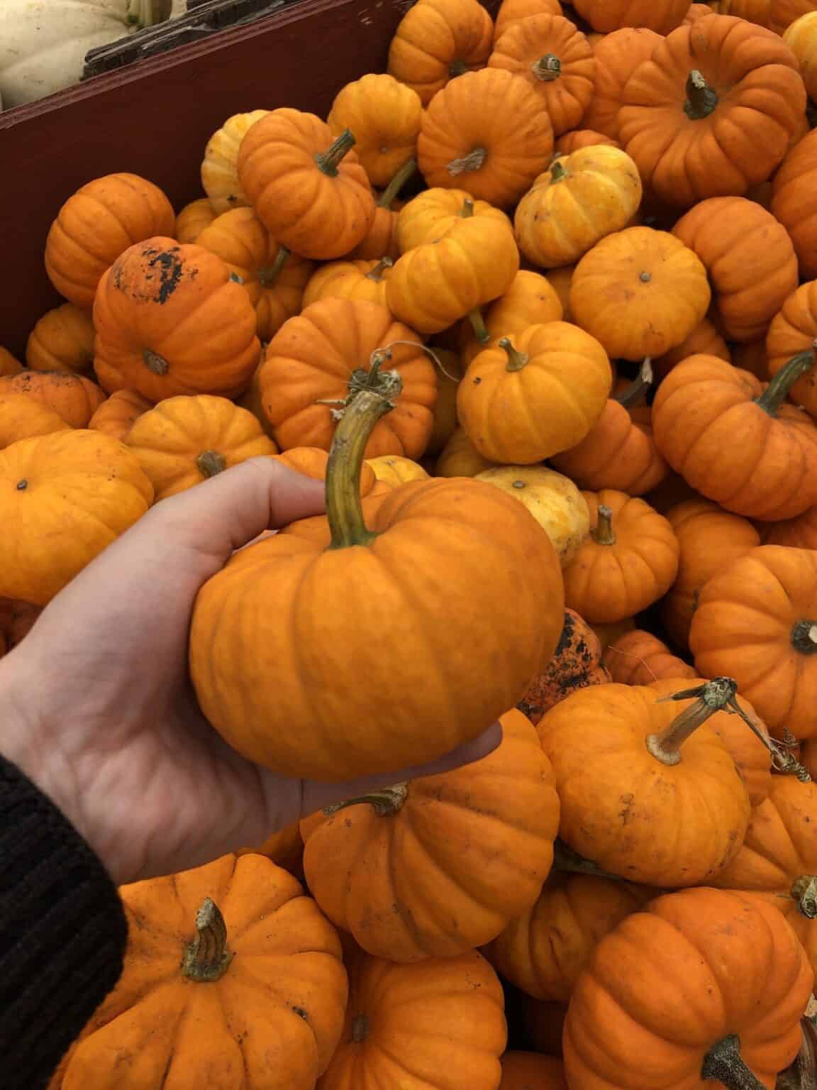 Mini pumpkins 🍂 🎃 BEST varieties to add a touch of autumn to every corner!