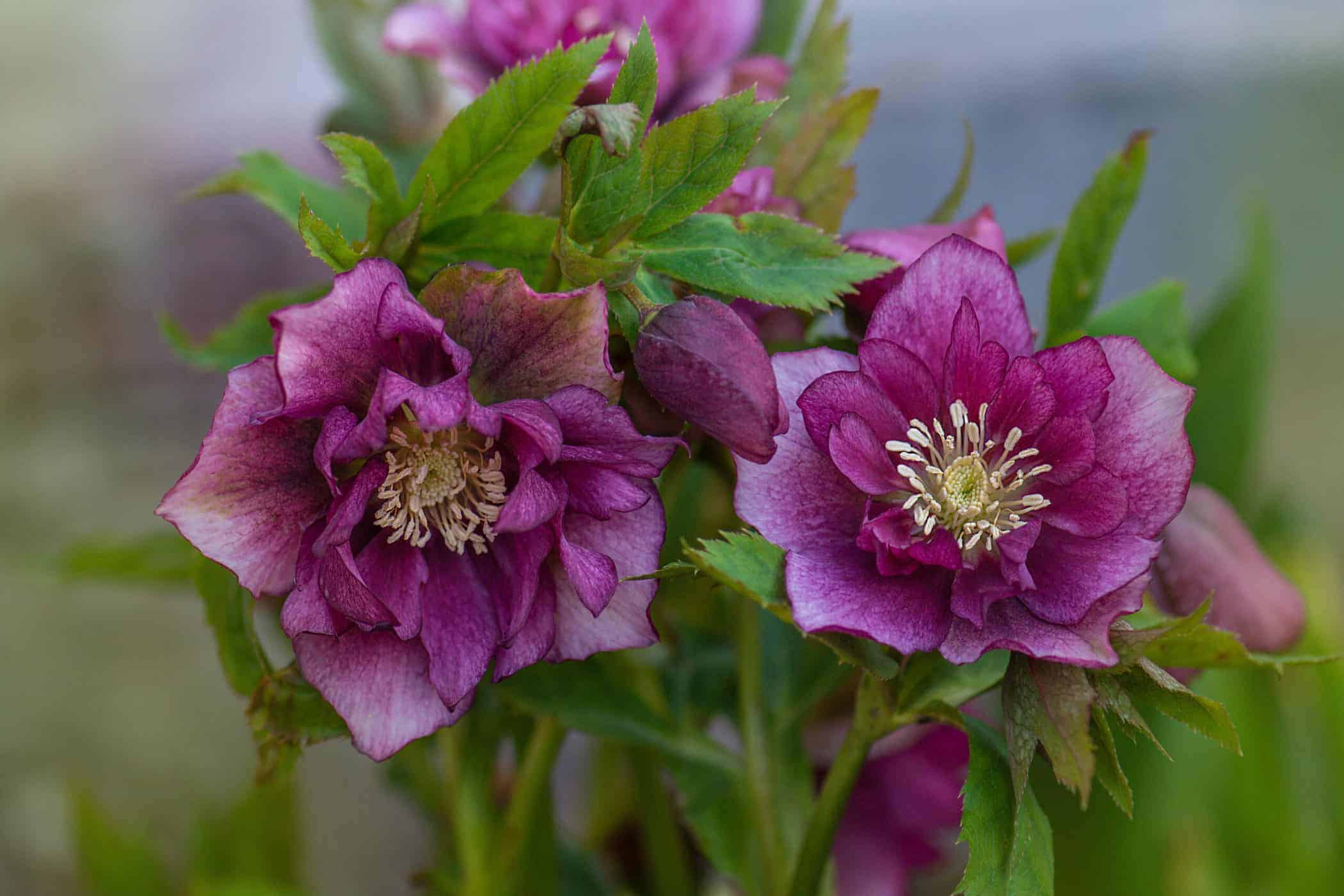 Lenten rose for stunning winter blooms ️ 🌹 Explore this hardy, shade