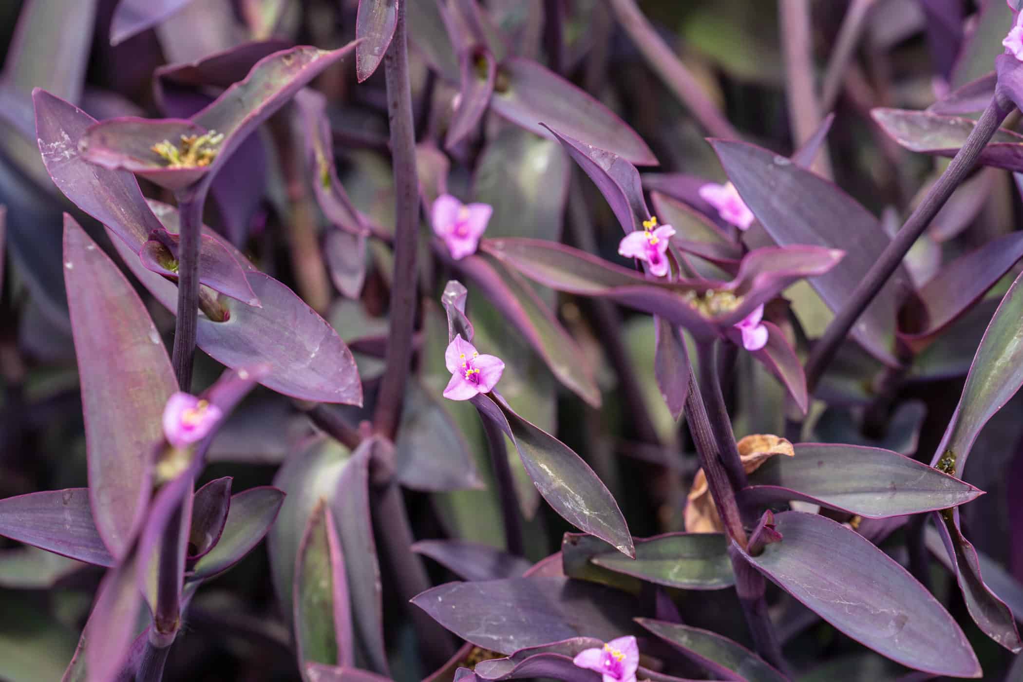Tradescantia Pallida A Guide To Purple Heart Plant Home for the Harvest