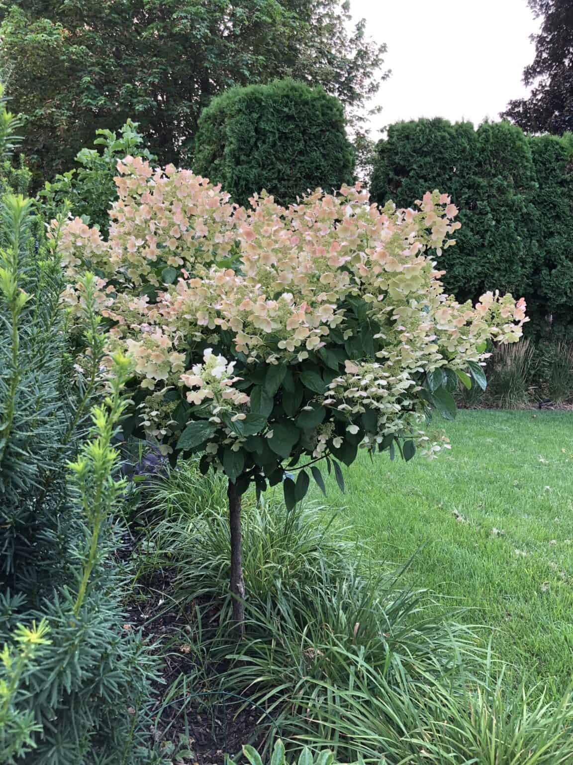 Hydrangea trees A gardener's guide to standard treeform hydrangeas