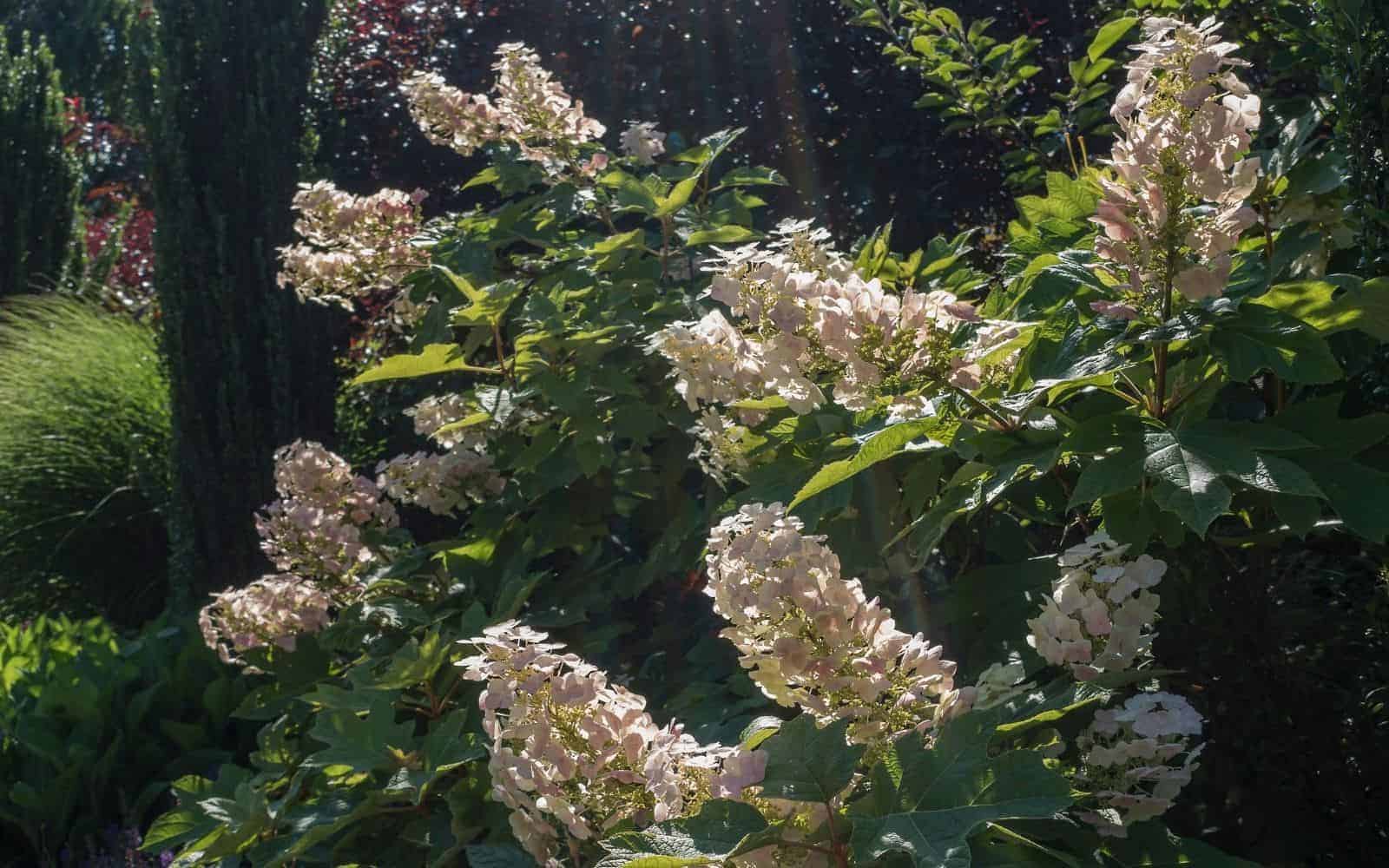 Ruby Slippers hydrangea 🌿 🌸 Uncover the secrets to a thriving plant!